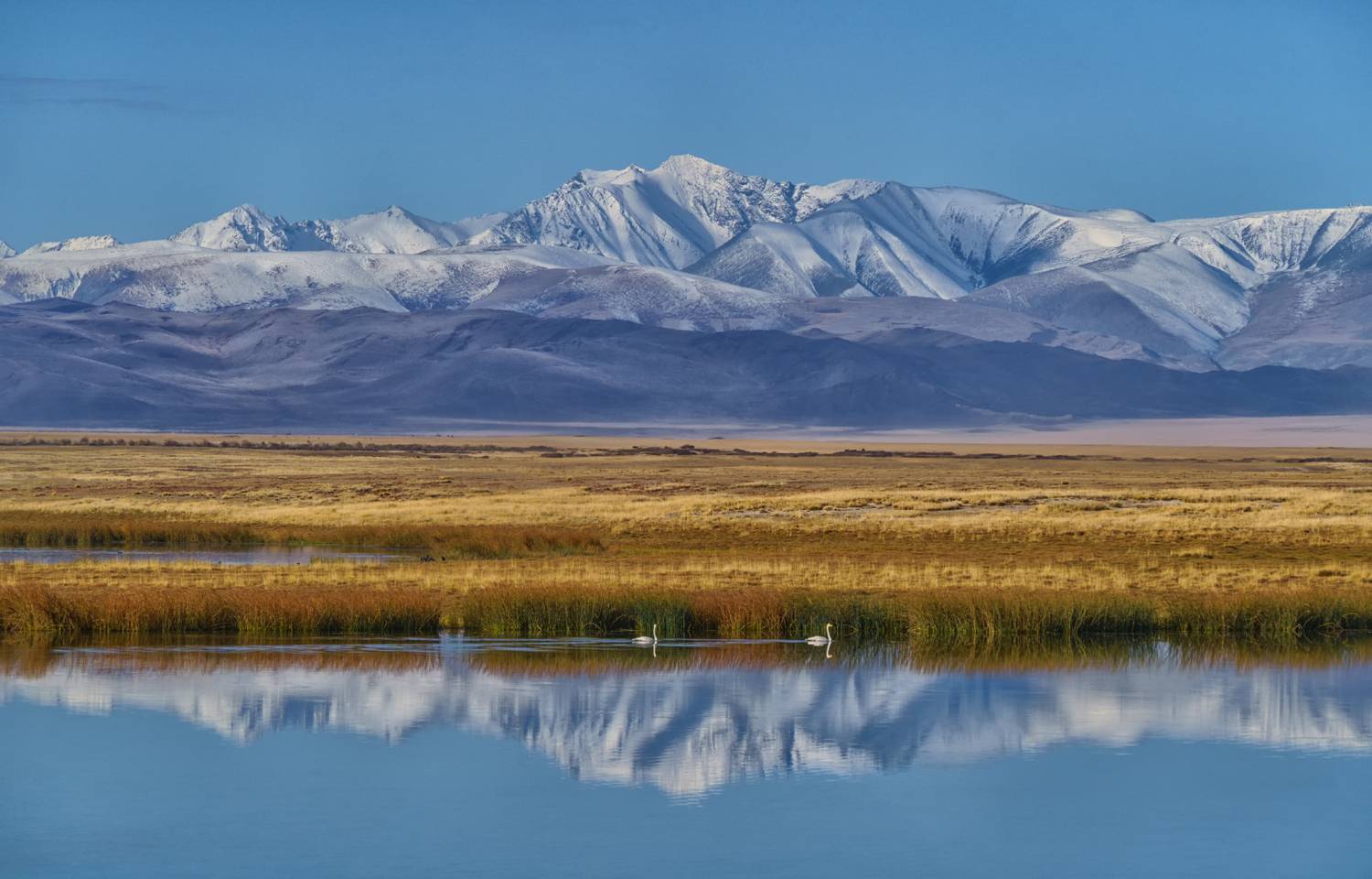 Россия, Алтай,озеро, лебеди, отражение, Лариса Дука
