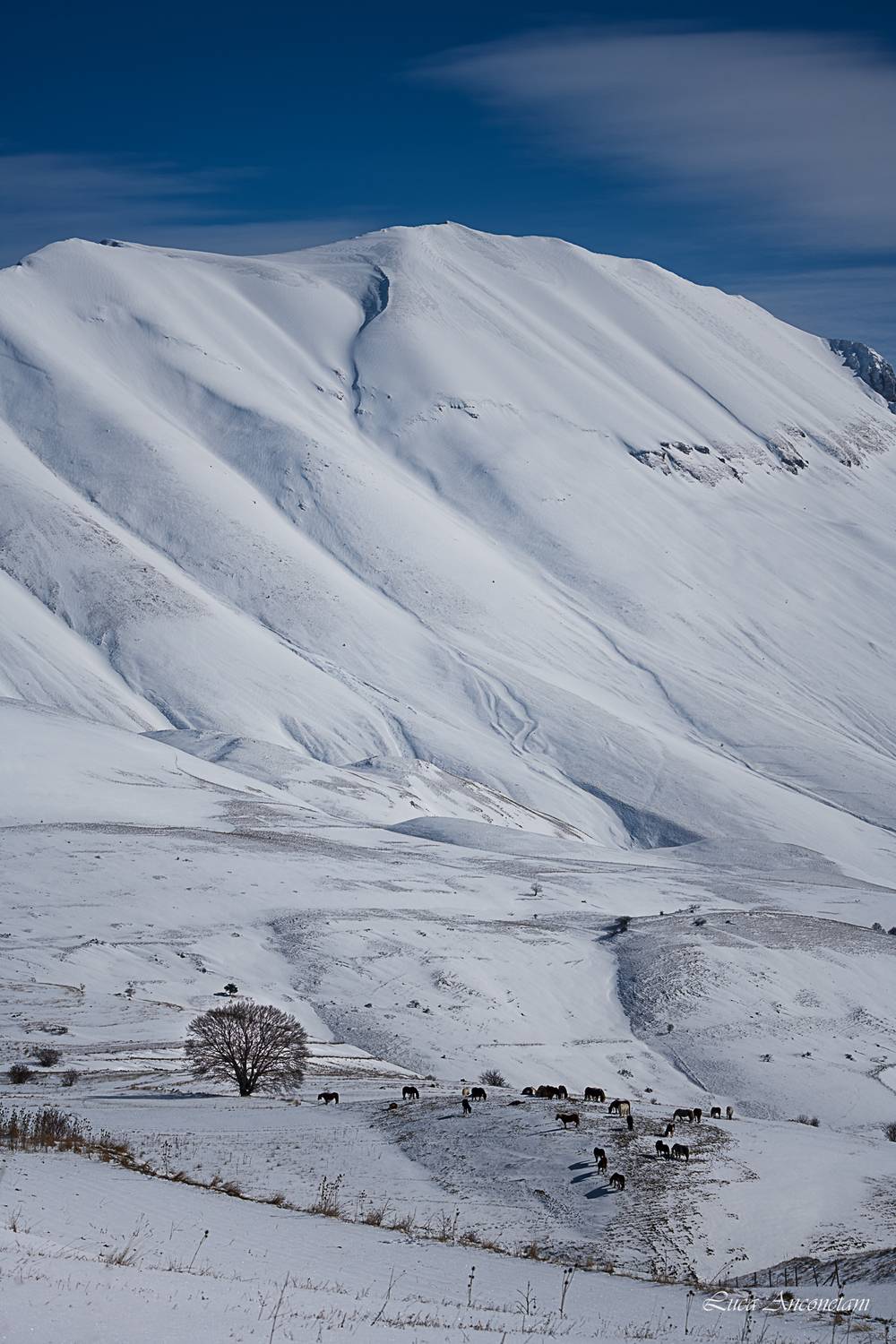snow winter umbria italy tree horses castelluccio, Anconetani Luca