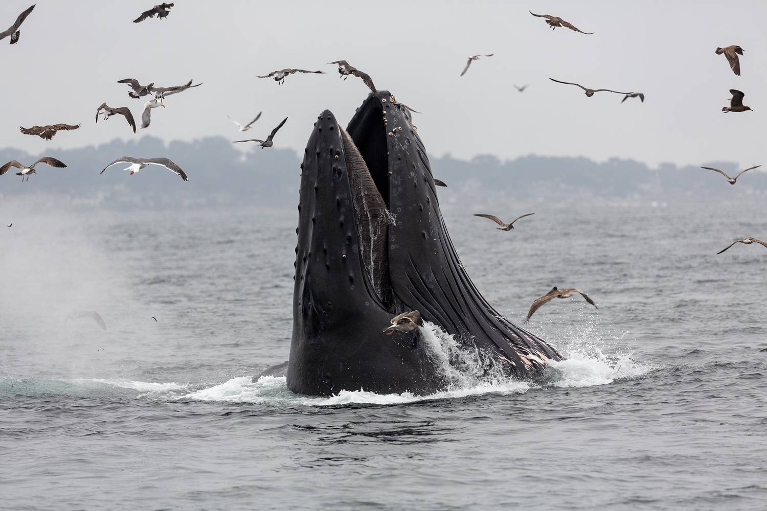 , Vladimir Vorobeychik