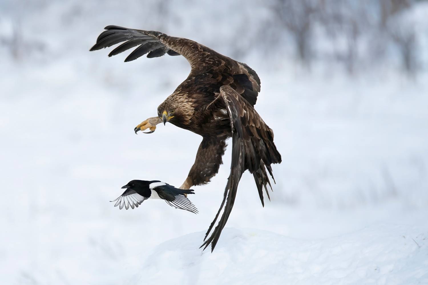 , Мартин Попов