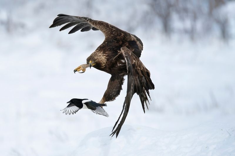 Беркут преследующий сороку фото превью