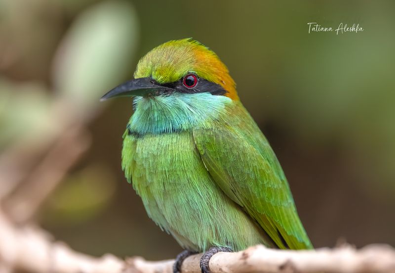 Портрет малой зеленой щурки (Asian green bee-eater) фото превью