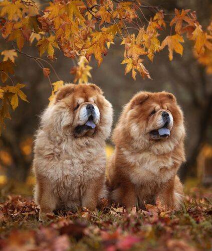 Ozzy&Florinda