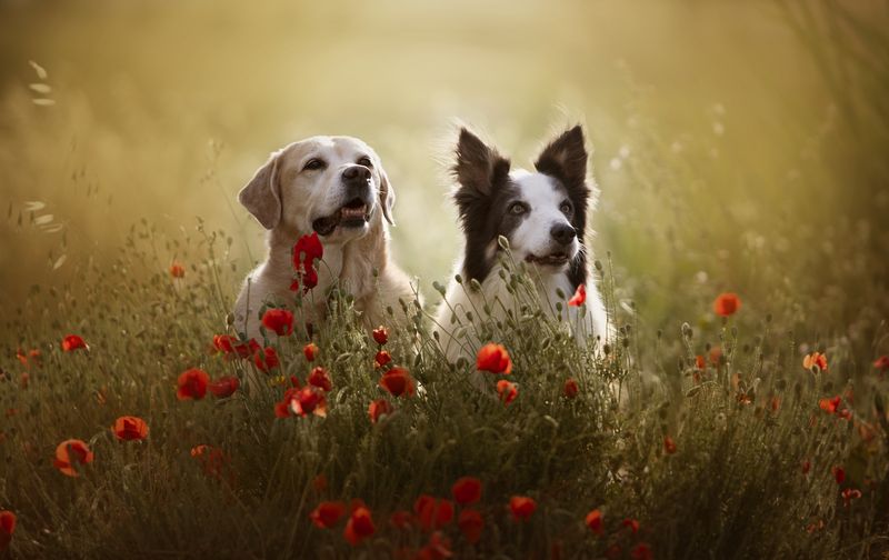 Maggie&Faísca фото превью