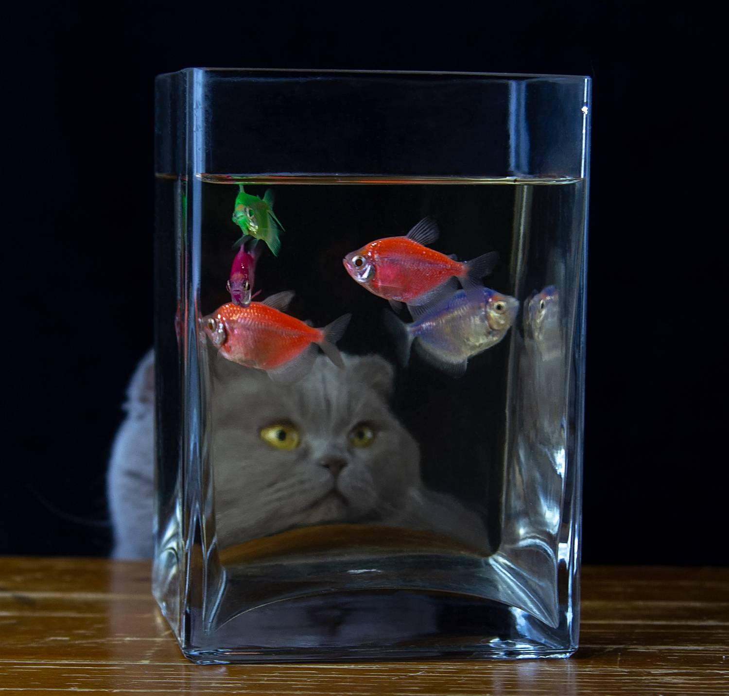 кот, рыбки, Татьяна Феденкова