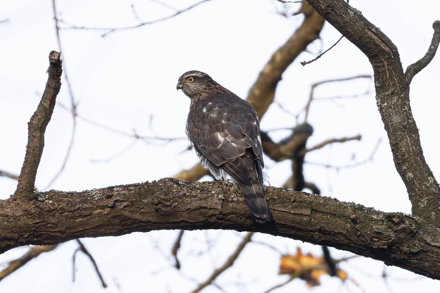 перепелятник, ястреб, птицы, Руслан Pl