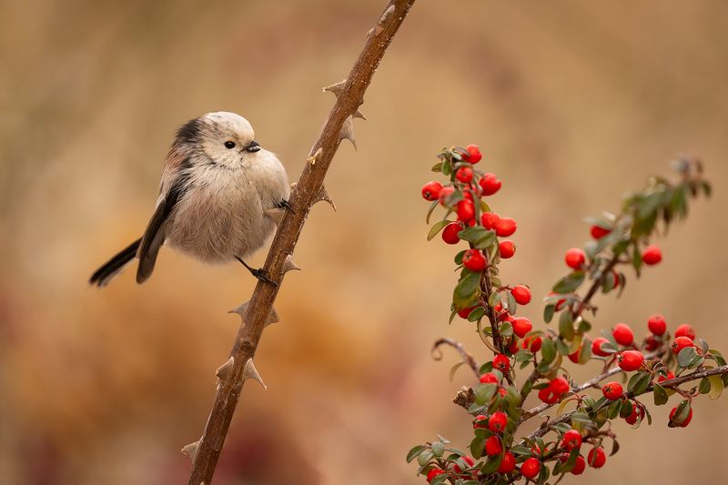 Long-tailed Ti фото превью