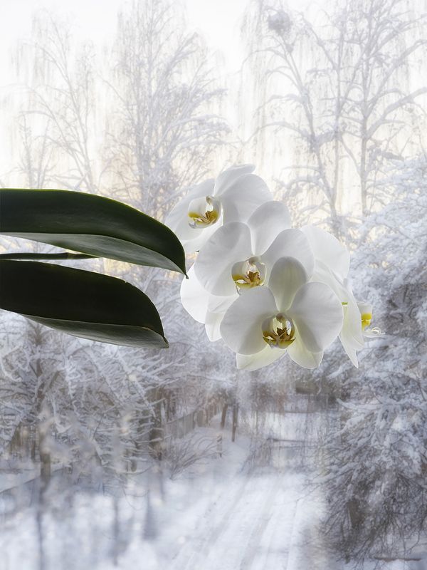 пейзаж за окном, зима, орхидея Февральская рапсодия фото превью