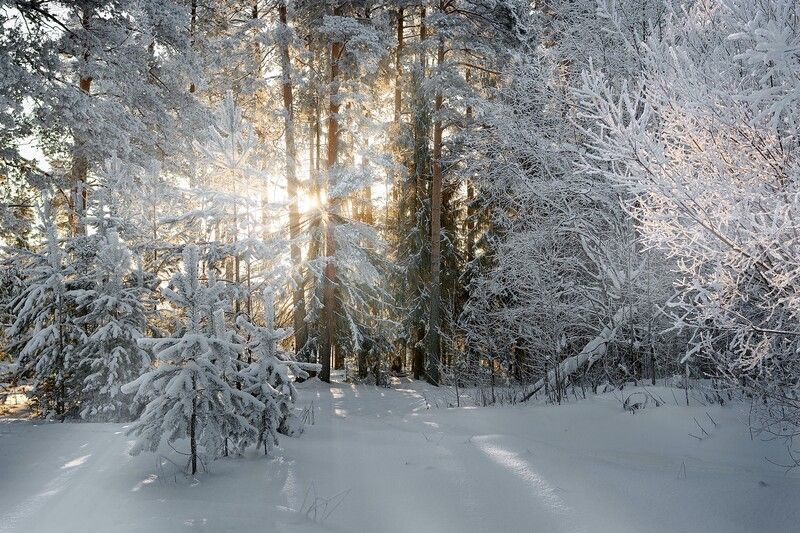 зима, рассвет. восход, свет, мороз, ветви, лучи Настоящая зима фото превью