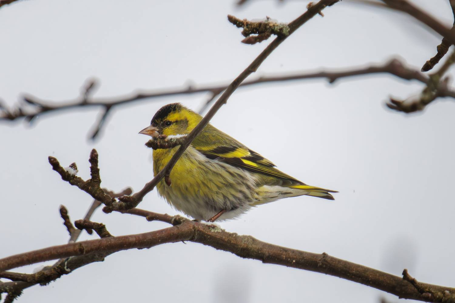 , Морозов Сергей