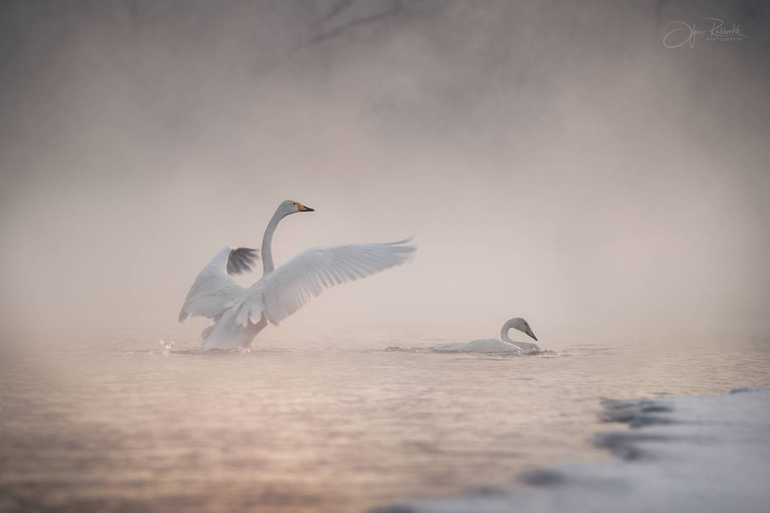 лебедь, лебедь-кликун, птицы, алтай, алтайский край, зима, туман, светлое, Рудченко Ольга