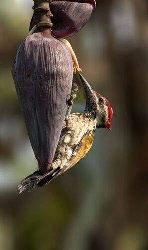 Black-rumped flameback