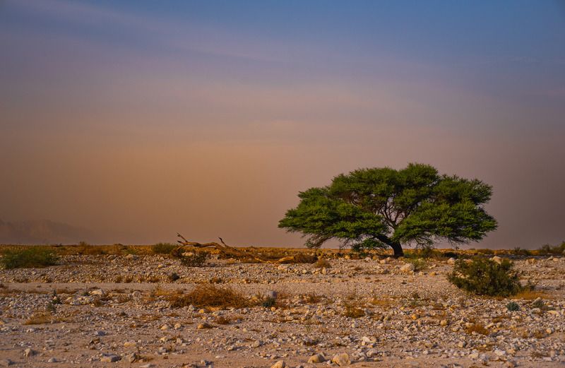 The Judean Desert фото превью