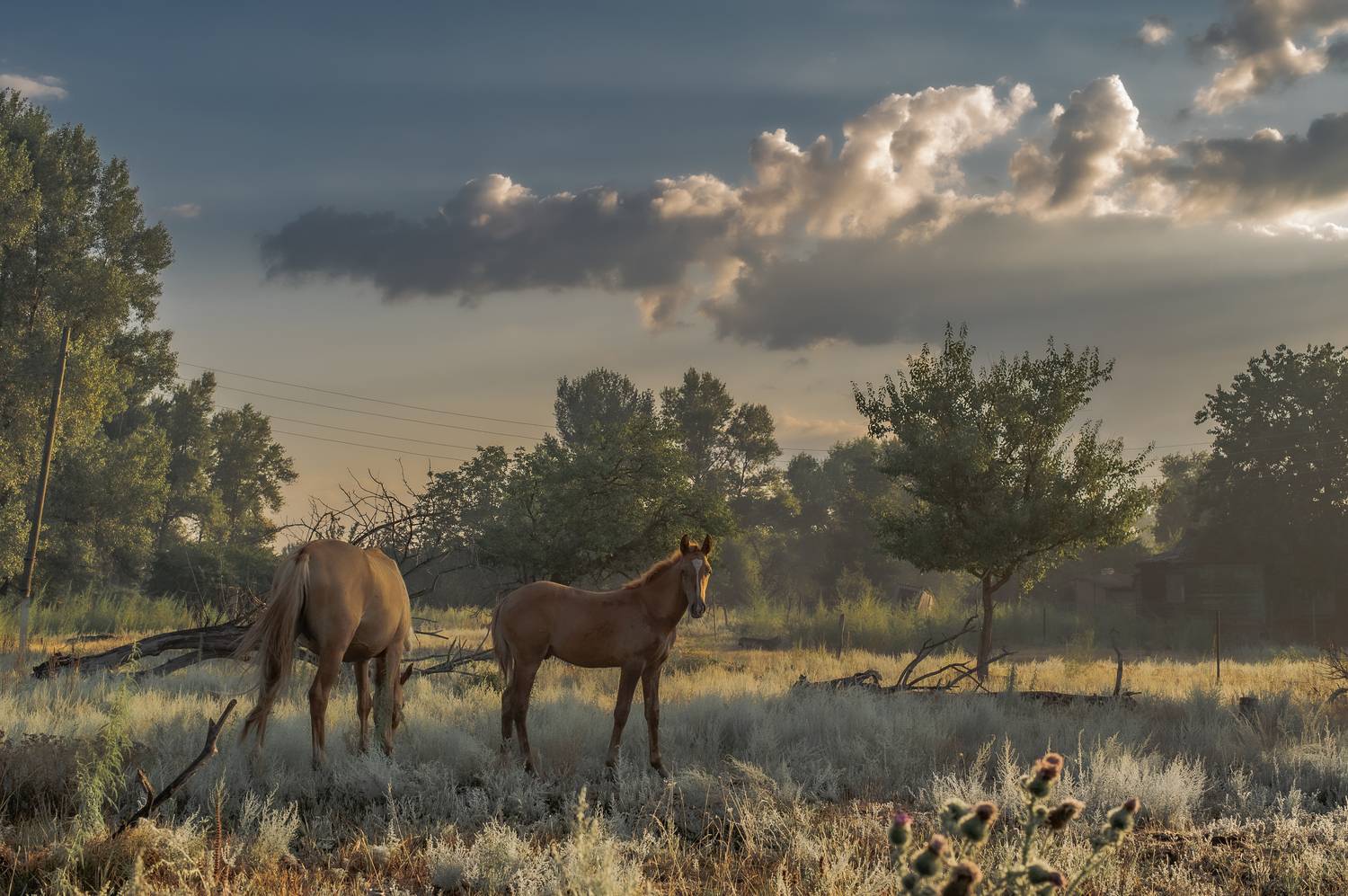 природа,,кони,пейзаж,лето,рассвет, Vasilev Roman