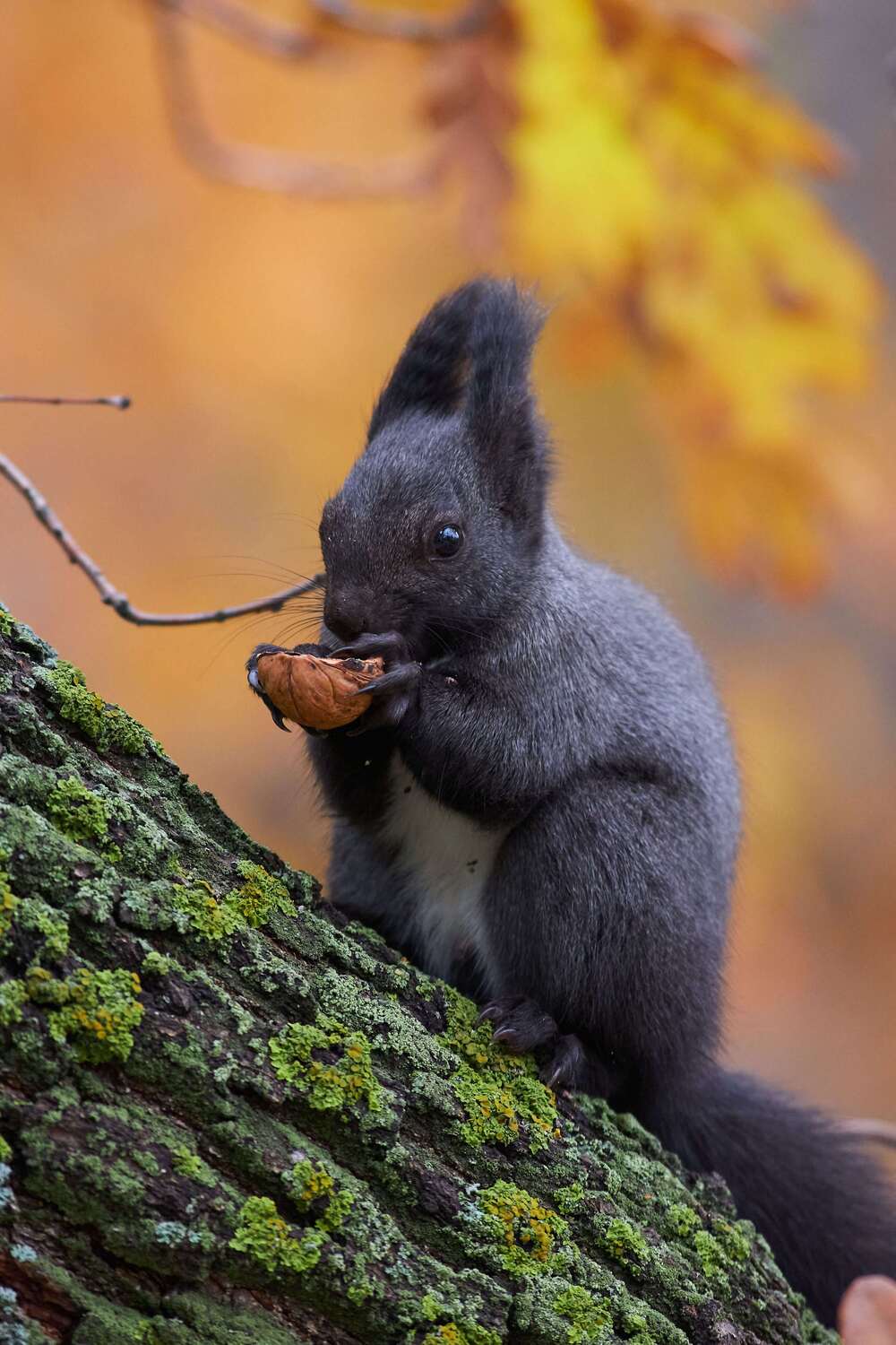 squirrel, volgograd, russia, , Павел Сторчилов