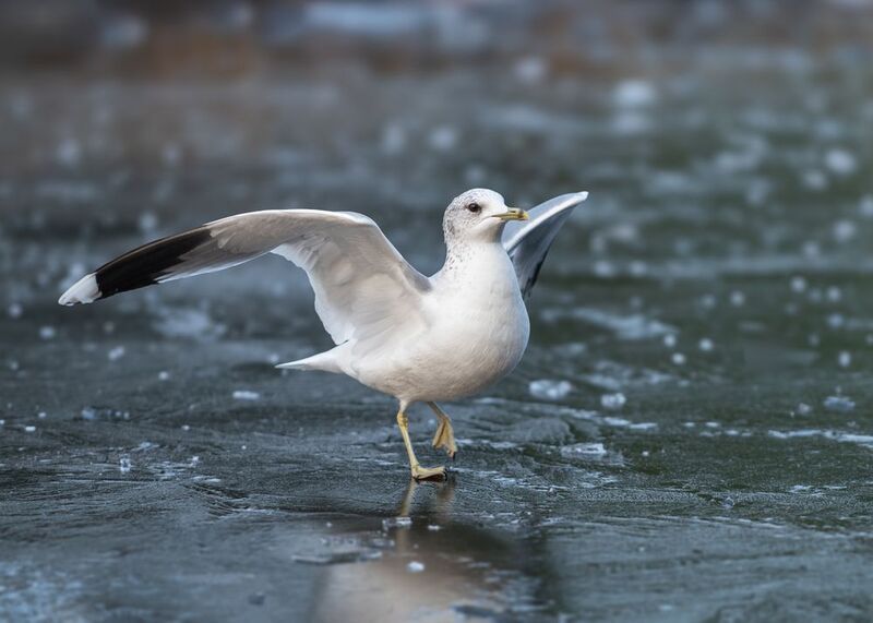 сизая чайка, взлёт, посадка, лёд, common gull; larus canus; ice; take off; landing То взлет, то посадка... фото превью