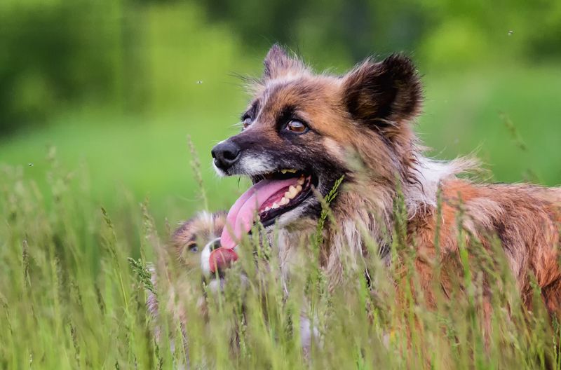 собака, щенок, *** (2 фото) фото превью