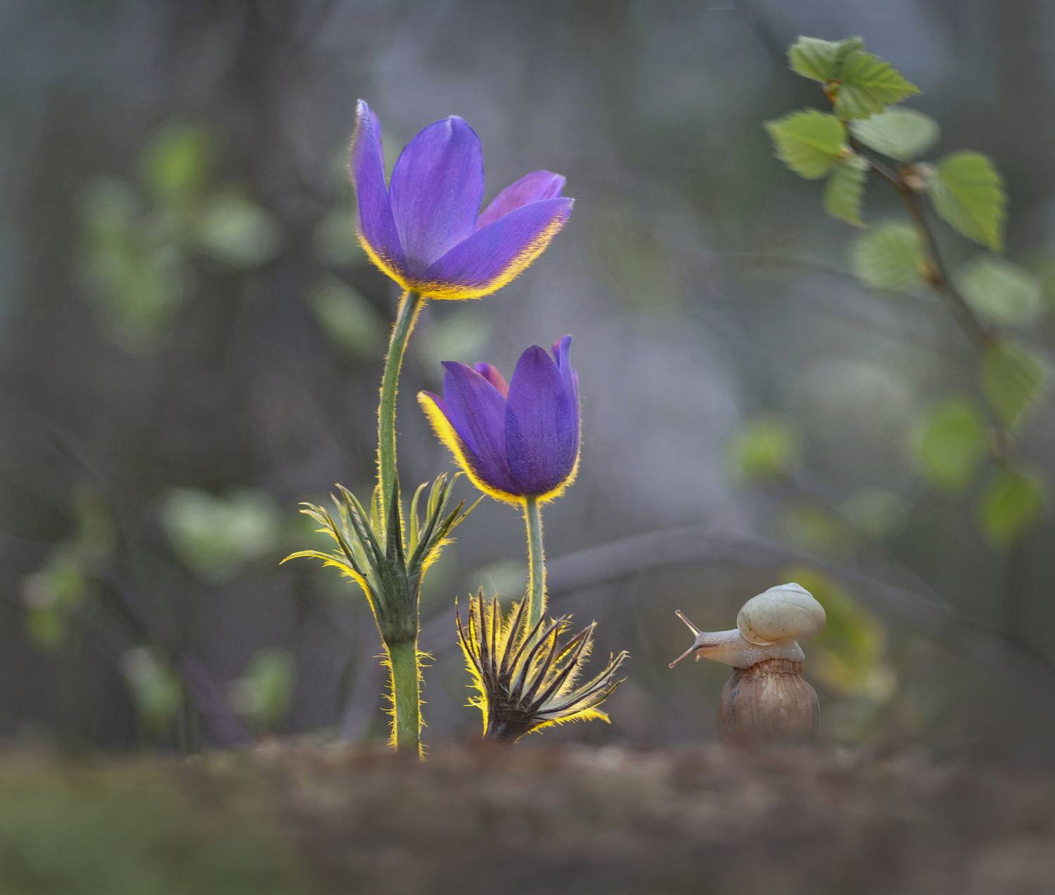 весна, сон-трава, природа, беларусь, Александр Гвоздь