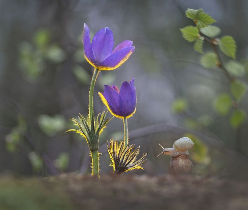 весна, сон-трава, природа, беларусь Пробуждение фото превью