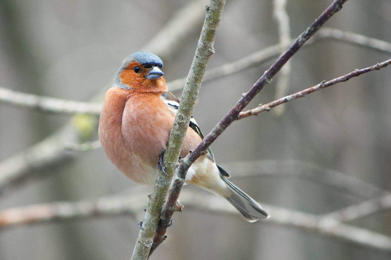 зяблик, fringilla coelebs, КарОл
