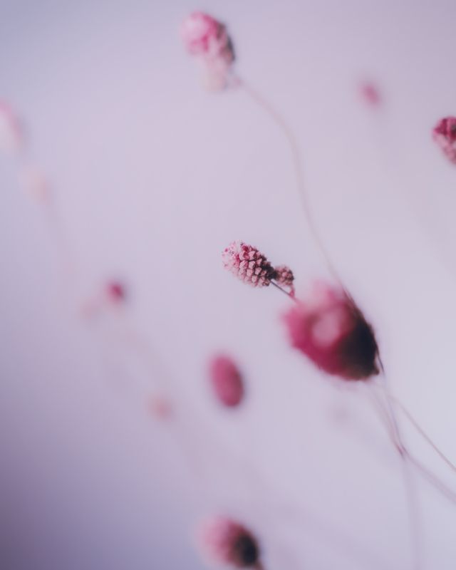 Sanguisorba фото превью