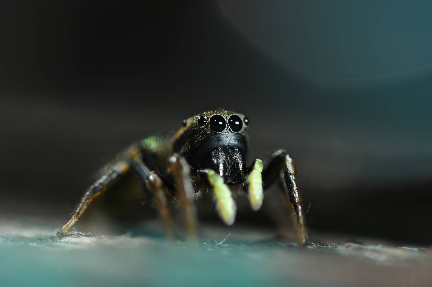 паук скакунчик, Соварцева Ксения