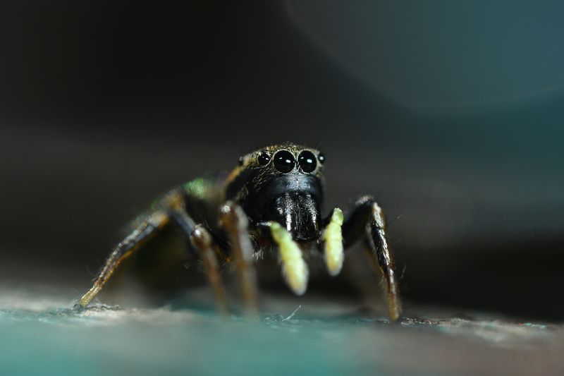 паук скакунчик Мимишный охотник фото превью