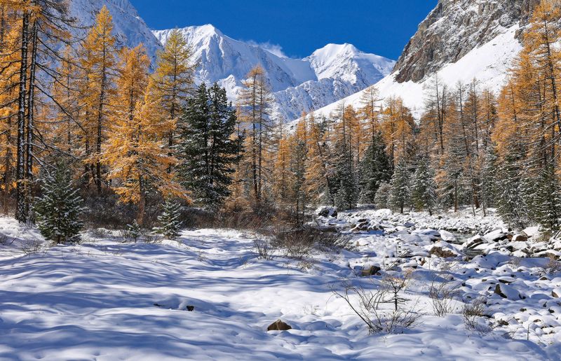 Алтай, Актру, Горный Алтай В ущелье Актру фото превью