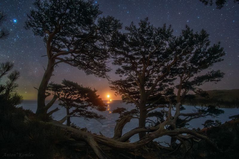 ночь, луна, сосны, приморье, звезды Симфония ночи фото превью