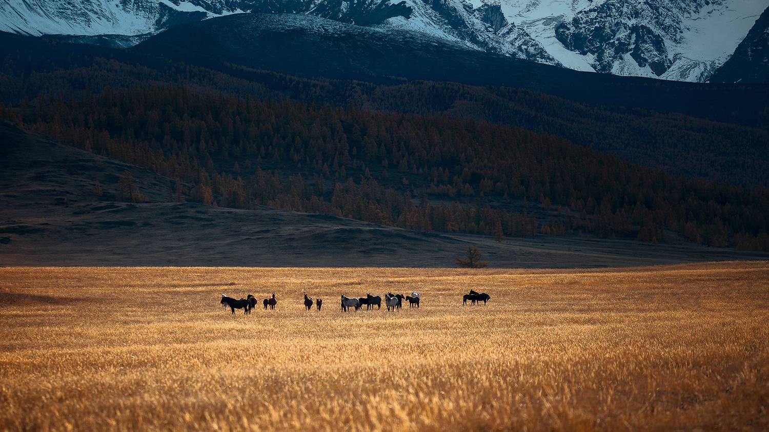 Горы, Кони, Степь, Андреев Сергей