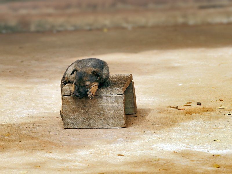 Смышленый... фото превью