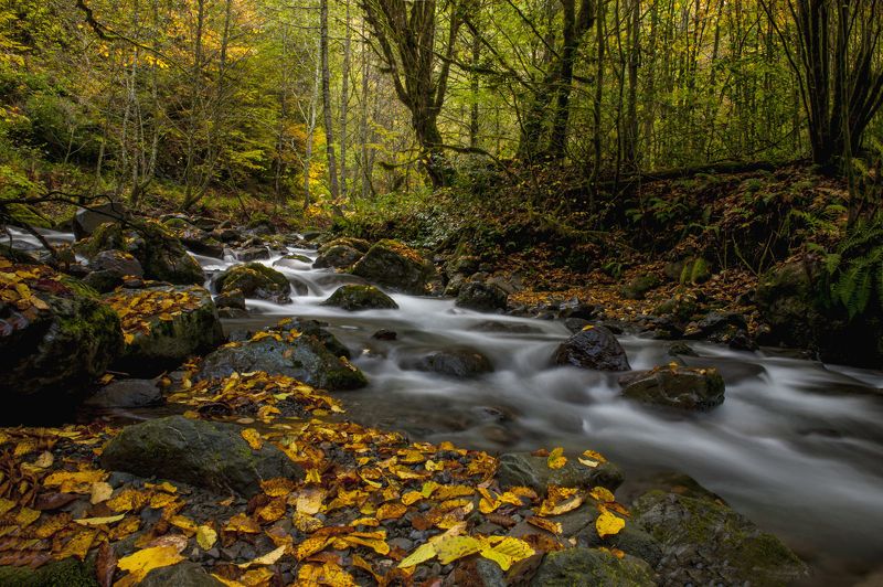 AUTUMN IN DEEP WOOD фото превью