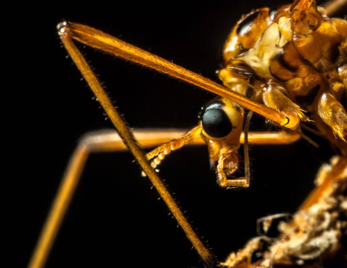 , Владимир Сковородников