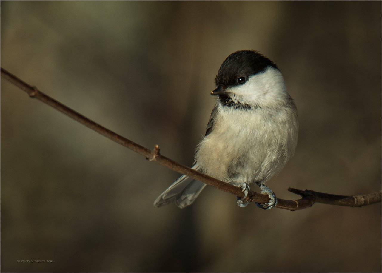 Гаичка, Пухляк, Валерий Субачев