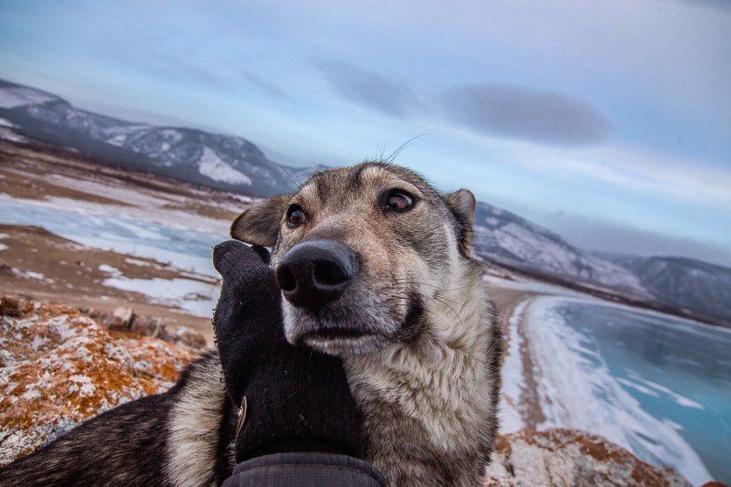 Байкал, Иркутск, Красноярский край, Пёс, Россия, Сибирь, Цаган-Хушун Байкальский пёс фото превью