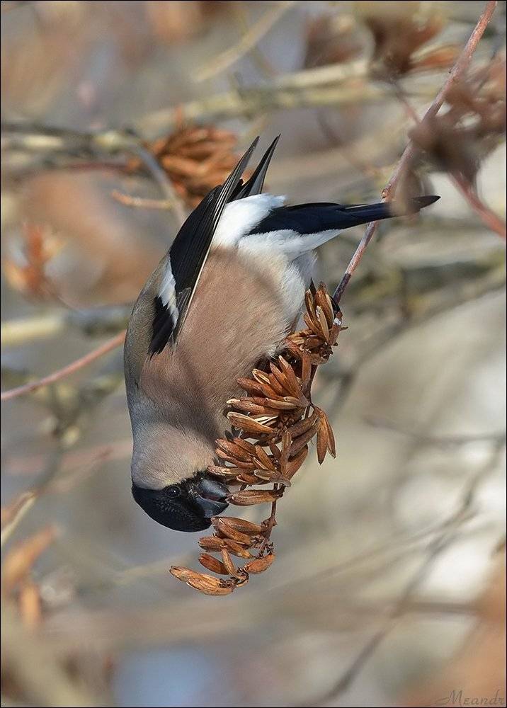 снегирь, Андрей Медведев