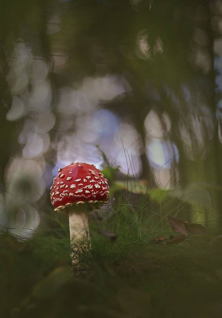 гриб,мухомор,красный, молодой,растение, макро, трава, мох, почва, зеленые, желтые, листья, ветки, осень,лес, пейзаж, природа,разноцветные,, Виктор