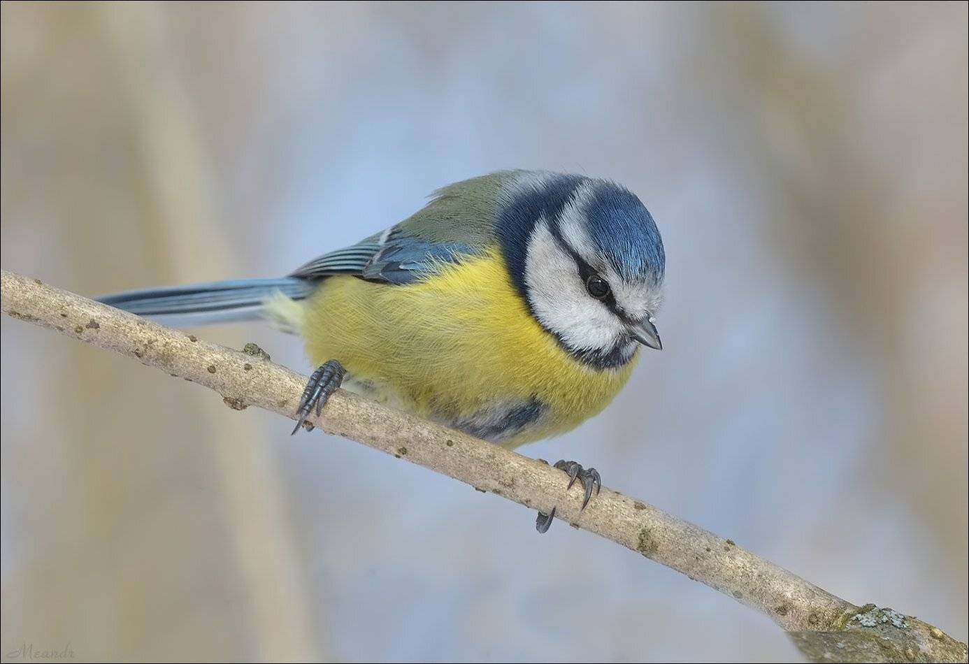 лазоревка, Андрей Медведев