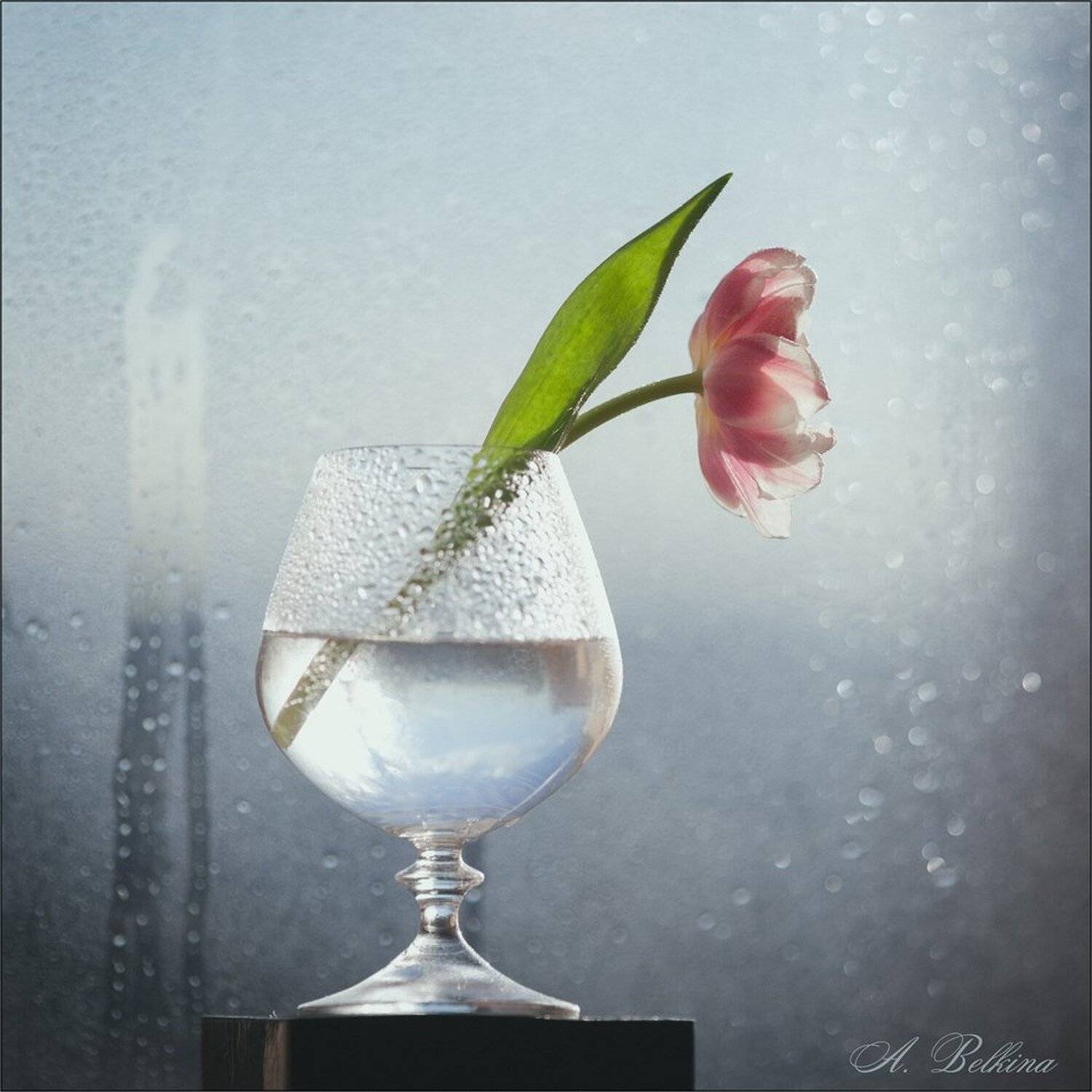 , Ариадна Белкина