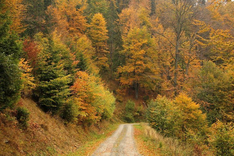 Autumn colors фото превью