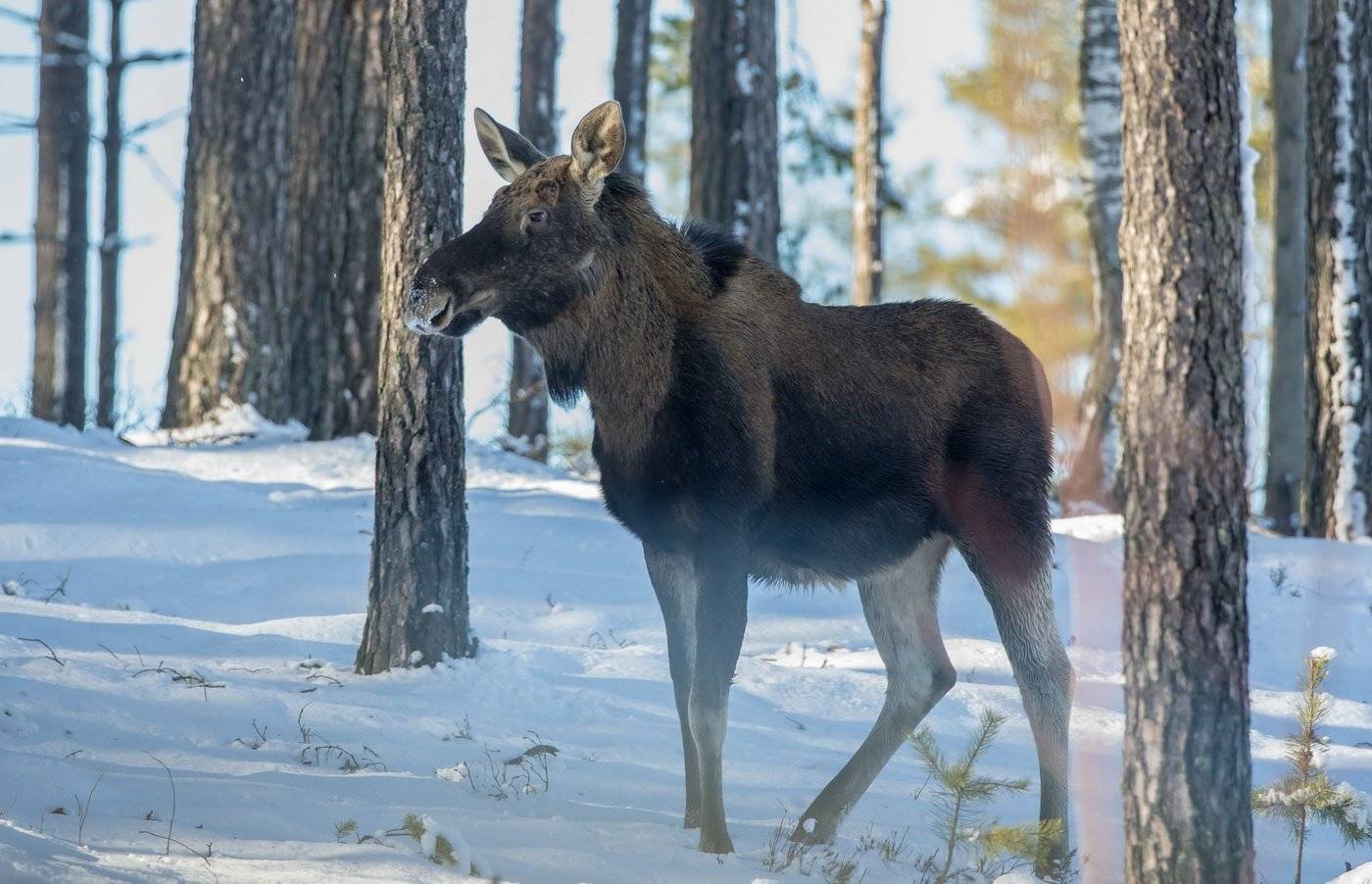 , Андрей Шимчук
