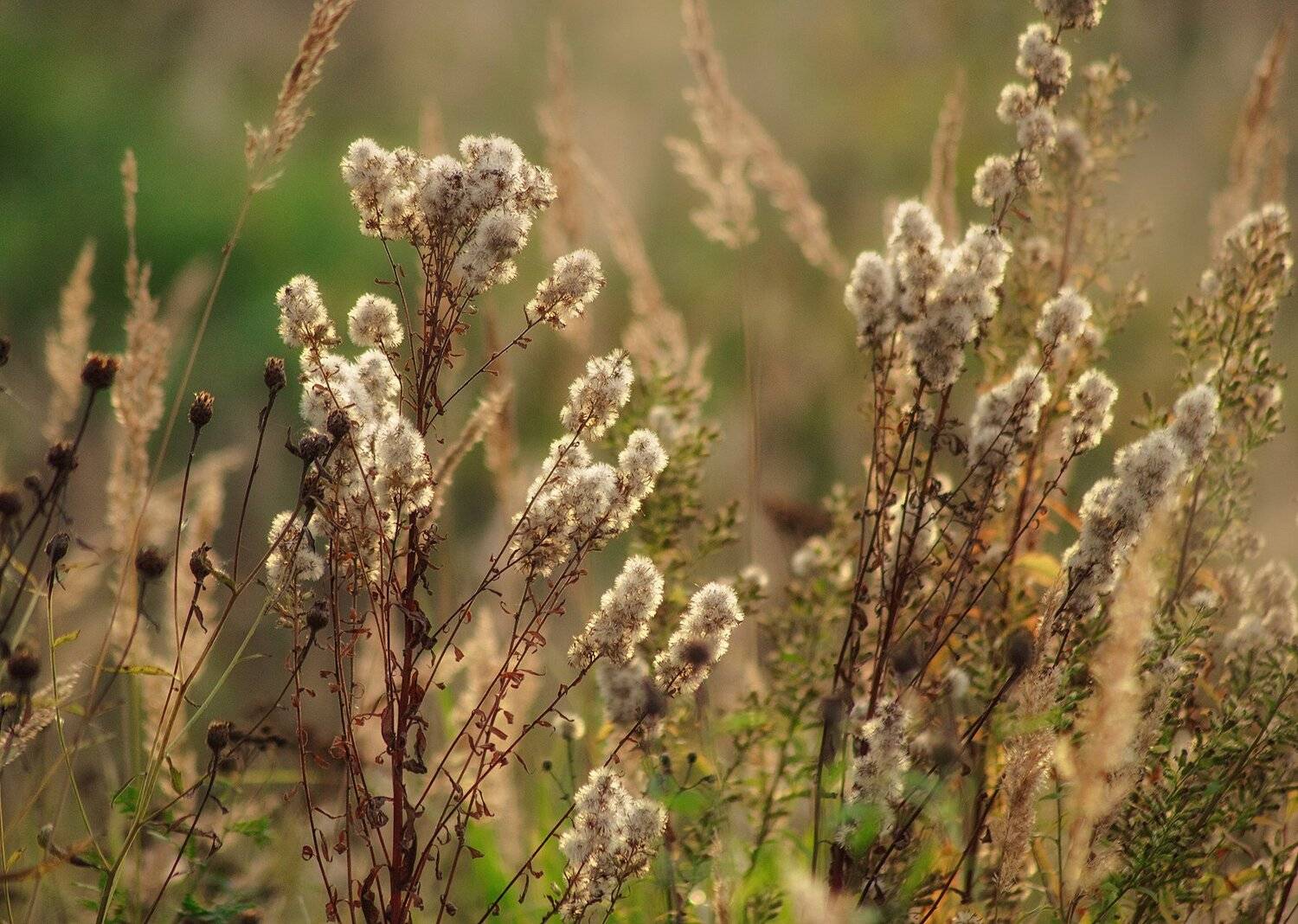 , Парбукова Анна