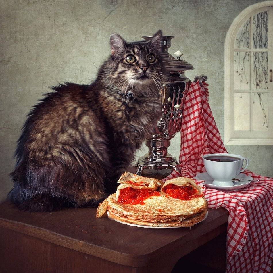 фото, кот, блины, икра, самовар, Ирина Приходько
