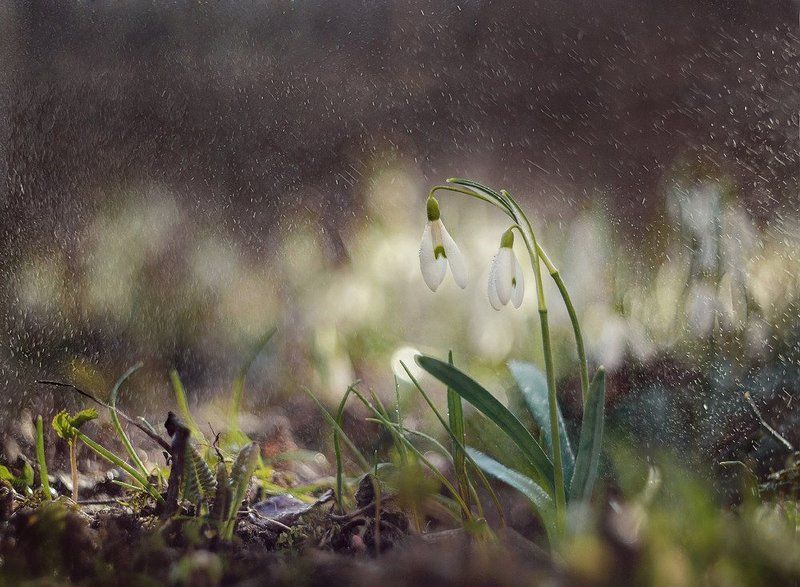 подснежник  фото превью