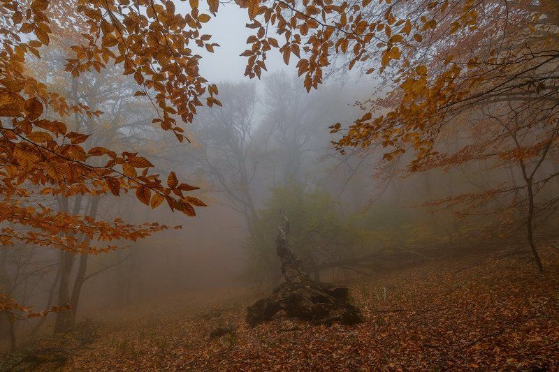 _ фото превью