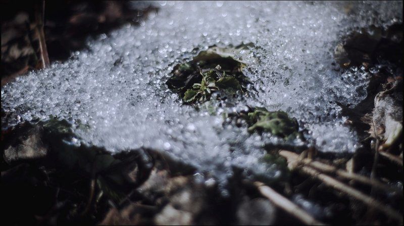 Весна, Листья, Природа, Снег Завесневело фото превью