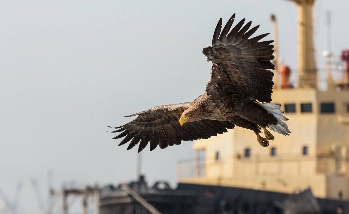 , Евгений Слободской