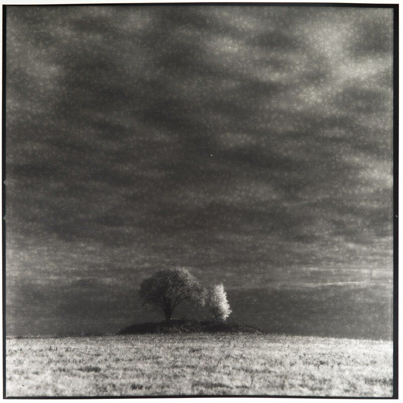 Пара деревьев в поле у Засеки. Лит-печать. фото превью