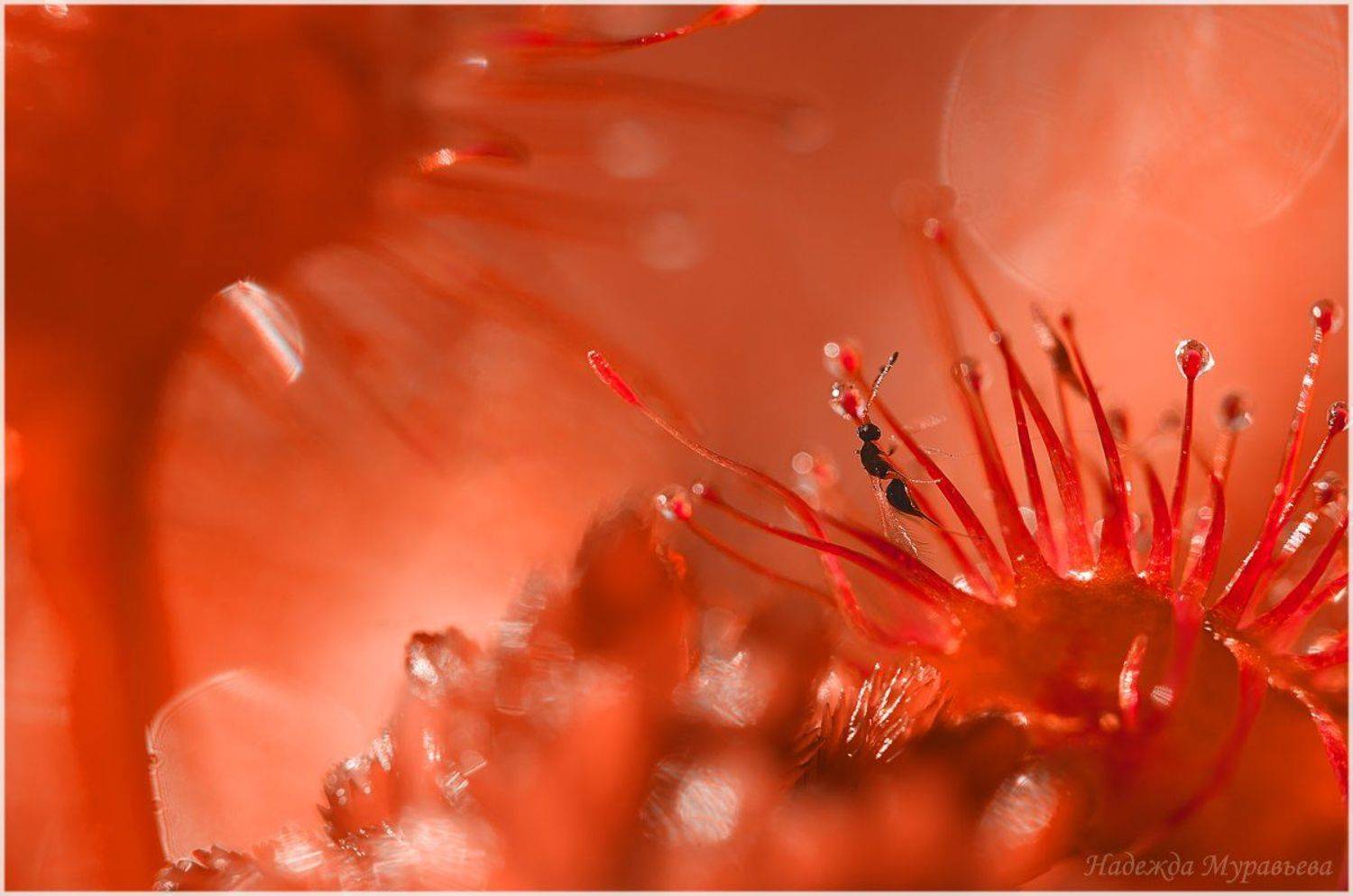 Chalcidoidea, Drosera, Mymaridae, Rotundifolia, Круглолистная, Наездник, Роса, Росичка, Росянка, Солнечная, Сочи, Царёвы, Надежда Муравьёва