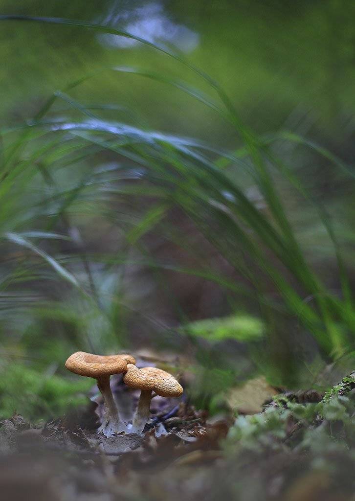 гриб,коричневый,старый,растение, макро, трава, мох, почва, зеленые, желтые, листья, ветки, осень,лес, пейзаж, природа,разноцветные,торфяно-болотные семян;, Виктор